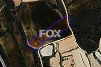 5352 SQM Land in Kathikas (Paphos) for sale 