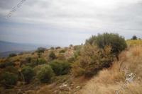 4683 SQM Land in Kilinia (Paphos) for sale 
