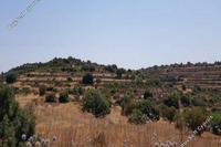 9031 SQM Land · Pachna (Limassol) for sale 