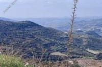 5352 SQM Land in Dora (Limassol) for sale 