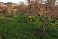 1600 SQM Plot in Skarinou (Larnaca) for sale 