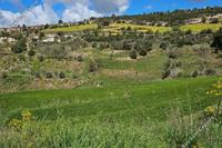 5352 SQM Land in Drynia (Paphos) for sale 