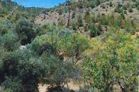 10814 SQM Land · Fikardou (Nicosia) for sale 