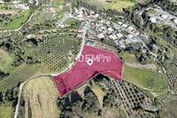 11037 SQM Land in Kannaviou (Paphos) for sale 