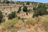 16054 SQM Land · Malia (Limassol) for sale 