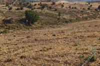 9700 SQM Land · Kelokedara (Paphos) for sale 