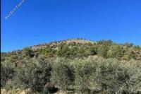 16221 SQM Land · Palaichori Morfou (Nicosia) for sale 