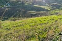 3011 SQM Land in Choletria (Paphos) for sale 