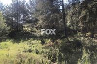 4050 SQM Land in Pera Pedi (Limassol) for sale 