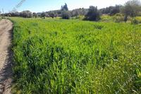 1654 SQM Plot in Agia Varvara Nicosias (Nicosia) for sale 