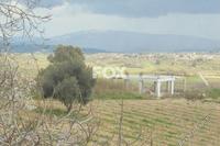 6162 SQM Land · Stroumbi (Paphos) for sale 