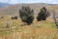 7024 SQM Land in Pentalia (Paphos) for sale 
