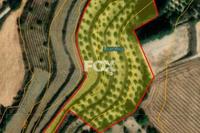 10864 SQM Land · Lemona (Paphos) for sale 