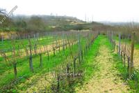 10299 SQM Land in Pano Arodes (Paphos) for sale 