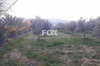 6740 SQM Land · Goudi (Paphos) for sale 