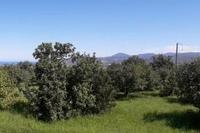 2800 SQM Land in Pano Akourdalia (Paphos) for sale 