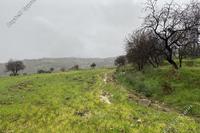 12041 SQM Land · Kelokedara (Paphos) for sale 