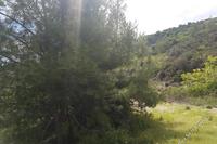 7024 SQM Land in Kato Platres (Limassol) for sale 