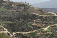 10034 SQM Land · Theletra (Paphos) for sale 