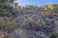 7200 SQM Land in Pelendri (Limassol) for sale 