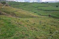 7693 SQM Land in Drynia (Paphos) for sale 