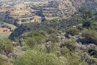 10703 SQM Land in Pissouri (Limassol) for sale 
