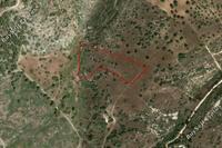 14258 SQM Land in Neo Chorio (Paphos) for sale 
