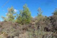 2378 SQM Land · Pigenia (Nicosia) for sale 