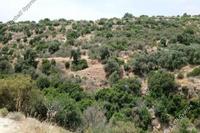 5965 SQM Land · Avdimou (Limassol) for sale 