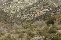 22409 SQM Land in Akoursos (Paphos) for sale 