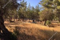 6689 SQM Land in Kornos (Larnaca) for sale 
