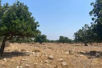 14047 SQM Land · Pachna (Limassol) for sale 