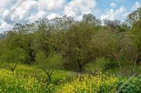 4683 SQM Land in Drimou (Paphos) for sale 