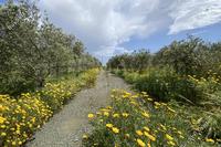 8445 SQM Land in Tersefanou (Larnaca) for sale 