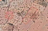 9031 SQM Land in Mazotos (Larnaca) for sale 