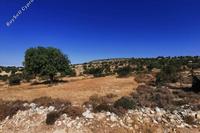 6689 SQM Land in Pachna (Limassol) for sale 