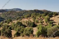 15051 SQM Land in Pitargou (Paphos) for sale 
