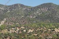 29432 SQM Land in Parekklisia (Limassol) for sale 