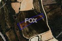 4014 SQM Land in Kathikas (Paphos) for sale 