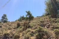 31327 SQM Land in Agios Theodoros Soleas (Nicosia) for sale 