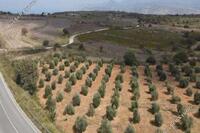 4174 SQM Land in Kato Arodes (Paphos) for sale 