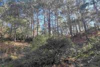 21690 SQM Land in Moniatis (Limassol) for sale 
