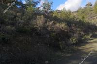 8362 SQM Land in Louvaras (Limassol) for sale 