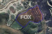 14716 SQM Land in Steni (Paphos) for sale 