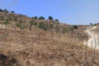 10703 SQM Land · Armou (Paphos) for sale 