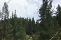 27091 SQM Land in Farmakas (Nicosia) for sale 