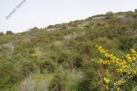 2342 SQM Land · Dora (Limassol) for sale 