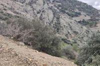 3345 SQM Land in Sykopetra (Limassol) for sale 