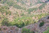 12710 SQM Land · Gourri (Nicosia) for sale 