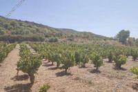 3949 SQM Land · Omodos (Limassol) for sale 
